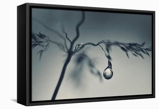 Soon-Heidi Westum-Framed Premier Image Canvas