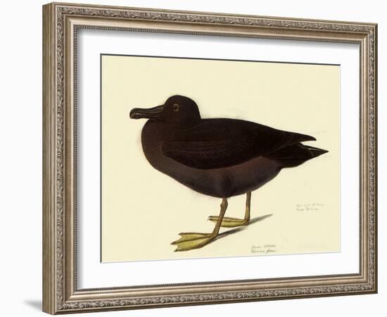 Sooty Albatross-John James Audubon-Framed Giclee Print