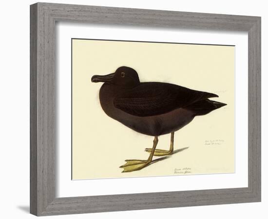 Sooty Albatross-John James Audubon-Framed Giclee Print