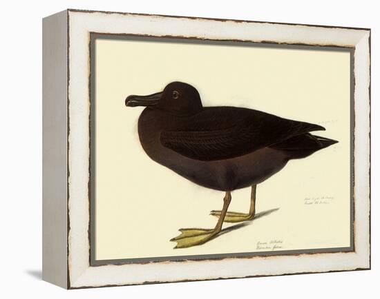 Sooty Albatross-John James Audubon-Framed Premier Image Canvas