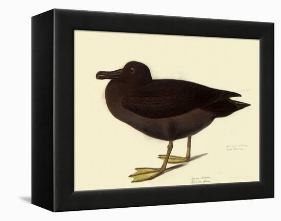 Sooty Albatross-John James Audubon-Framed Premier Image Canvas