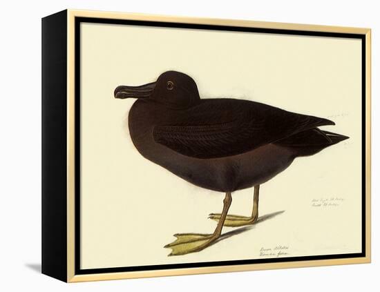 Sooty Albatross-John James Audubon-Framed Premier Image Canvas