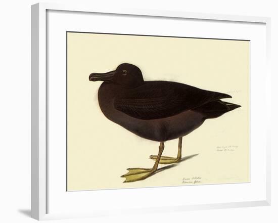 Sooty Albatross-John James Audubon-Framed Giclee Print