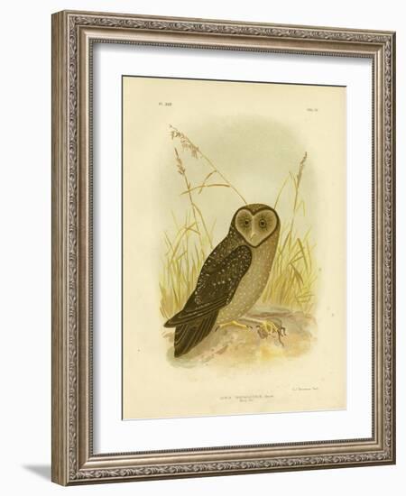 Sooty Owl, 1891-Gracius Broinowski-Framed Giclee Print