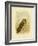 Sooty Owl, 1891-Gracius Broinowski-Framed Giclee Print