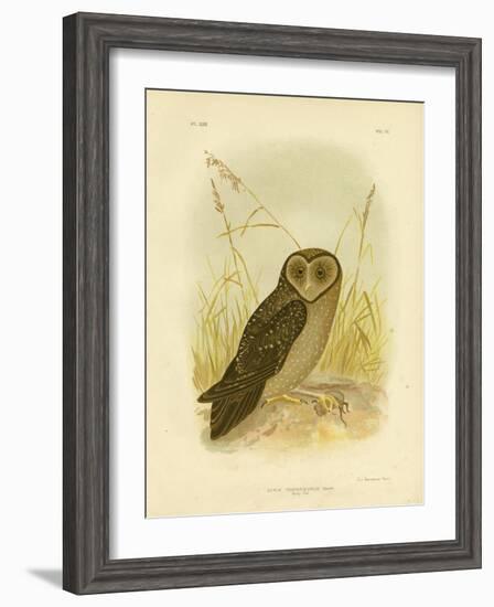 Sooty Owl, 1891-Gracius Broinowski-Framed Giclee Print