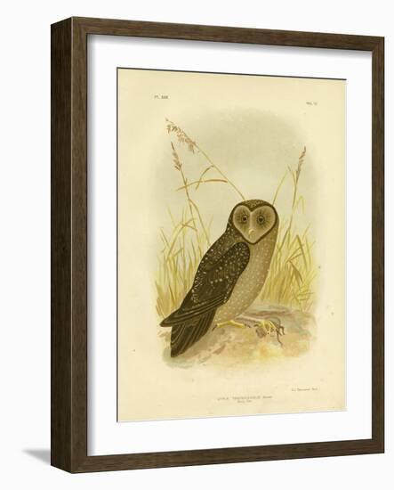 Sooty Owl, 1891-Gracius Broinowski-Framed Giclee Print