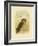 Sooty Owl, 1891-Gracius Broinowski-Framed Giclee Print