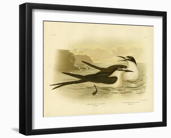 Sooty Tern, 1891-Gracius Broinowski-Framed Premium Giclee Print