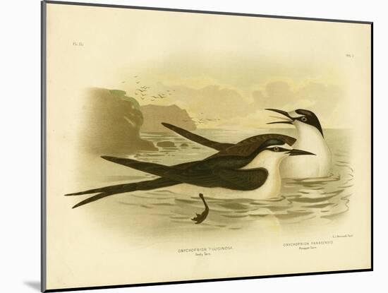 Sooty Tern, 1891-Gracius Broinowski-Mounted Giclee Print