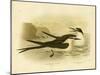 Sooty Tern, 1891-Gracius Broinowski-Mounted Giclee Print