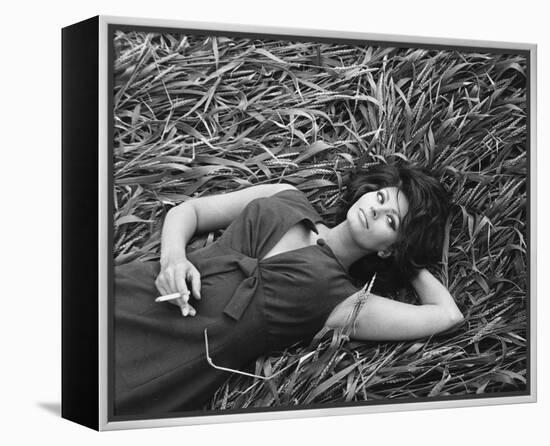 Sophia Loren-null-Framed Stretched Canvas