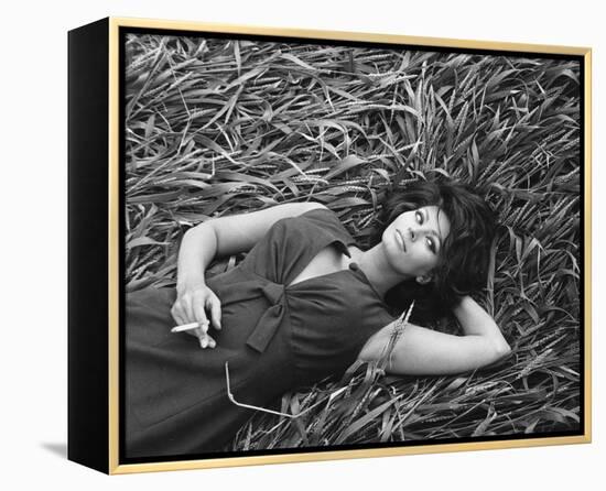 Sophia Loren-null-Framed Stretched Canvas