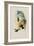 Sophia's Erythronote, Erythronota Sophi?-John Gould-Framed Giclee Print