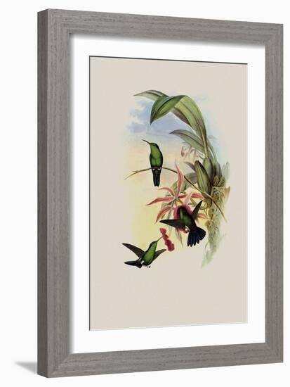 Sophia's Erythronote, Erythronota Sophi?-John Gould-Framed Giclee Print