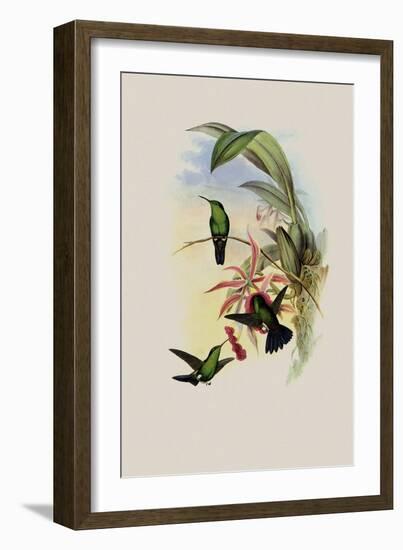 Sophia's Erythronote, Erythronota Sophi?-John Gould-Framed Giclee Print