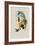 Sophia's Erythronote, Erythronota Sophi?-John Gould-Framed Giclee Print