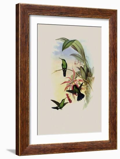 Sophia's Erythronote, Erythronota Sophi?-John Gould-Framed Giclee Print