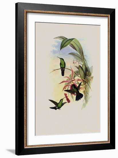 Sophia's Erythronote, Erythronota Sophi?-John Gould-Framed Giclee Print