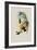 Sophia's Erythronote, Erythronota Sophi?-John Gould-Framed Giclee Print