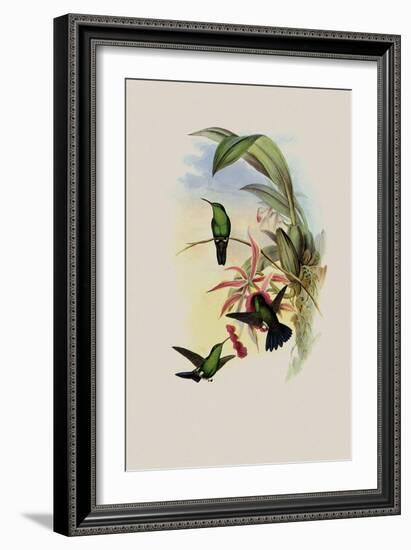 Sophia's Erythronote, Erythronota Sophi?-John Gould-Framed Giclee Print