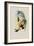 Sophia's Erythronote, Erythronota Sophi?-John Gould-Framed Giclee Print