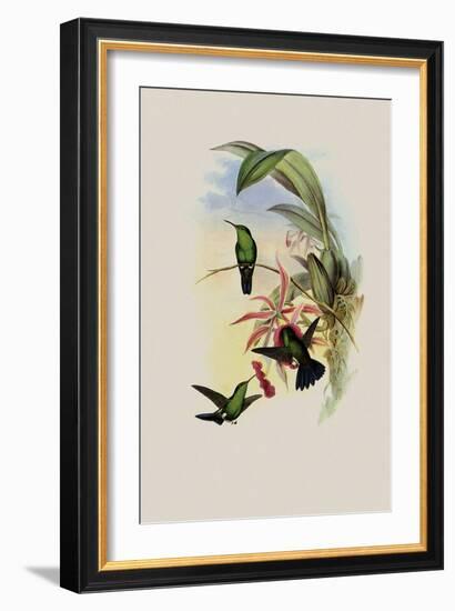 Sophia's Erythronote, Erythronota Sophi?-John Gould-Framed Giclee Print