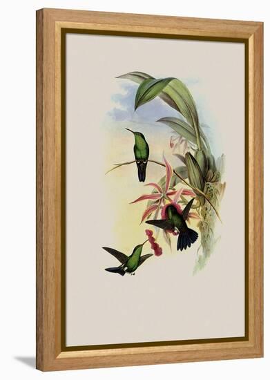 Sophia's Erythronote, Erythronota Sophi?-John Gould-Framed Premier Image Canvas