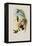 Sophia's Erythronote, Erythronota Sophi?-John Gould-Framed Premier Image Canvas