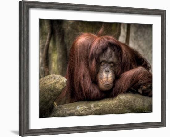 Sophia-Stephen Arens-Framed Photographic Print