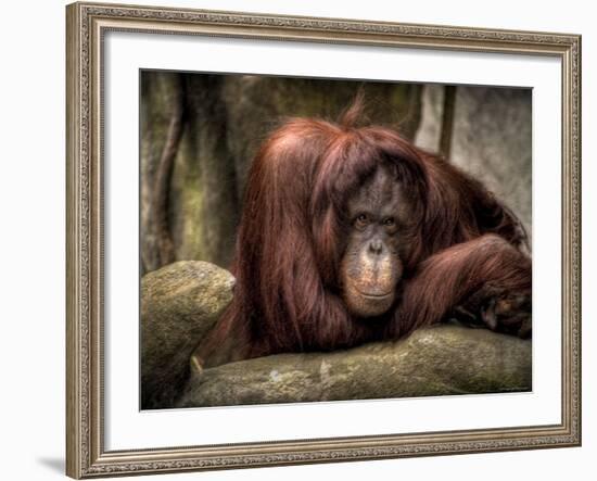 Sophia-Stephen Arens-Framed Photographic Print