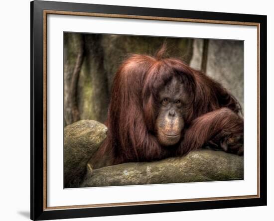 Sophia-Stephen Arens-Framed Photographic Print