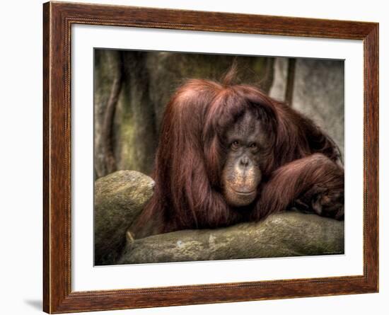 Sophia-Stephen Arens-Framed Photographic Print