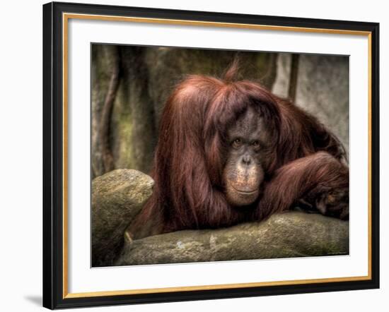 Sophia-Stephen Arens-Framed Photographic Print