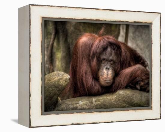 Sophia-Stephen Arens-Framed Premier Image Canvas