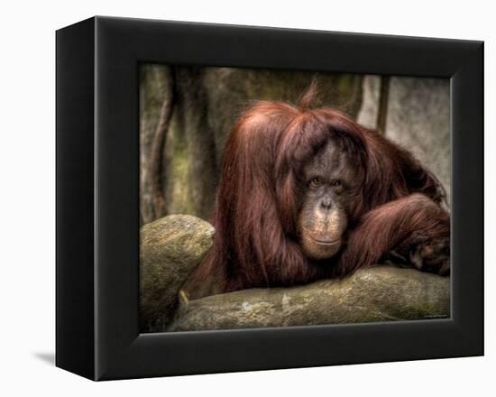 Sophia-Stephen Arens-Framed Premier Image Canvas