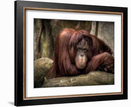 Sophia-Stephen Arens-Framed Photographic Print