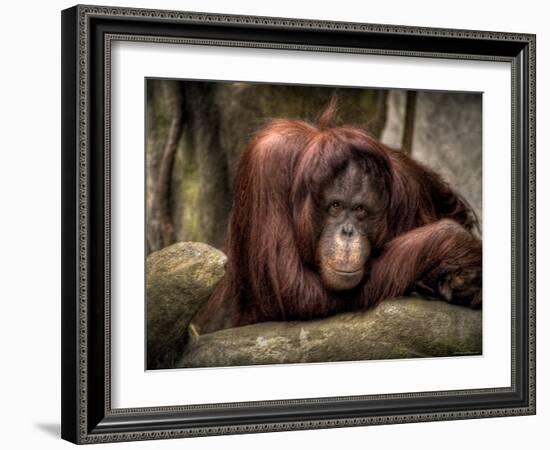 Sophia-Stephen Arens-Framed Photographic Print