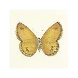 Butterfly I-Sophie Golaz-Framed Premium Giclee Print