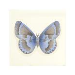 Butterfly V-Sophie Golaz-Framed Premium Giclee Print