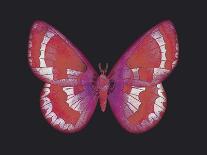 Summer Butterfly V-Sophie Golaz-Giclee Print