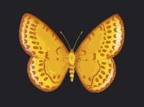 Butterfly I-Sophie Golaz-Premium Giclee Print