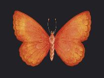 Summer Butterfly I-Sophie Golaz-Giclee Print