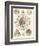 Sophisticated Sealife II-Ernst Haeckel-Framed Art Print