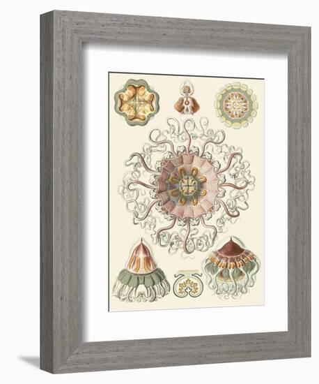 Sophisticated Sealife II-Ernst Haeckel-Framed Art Print