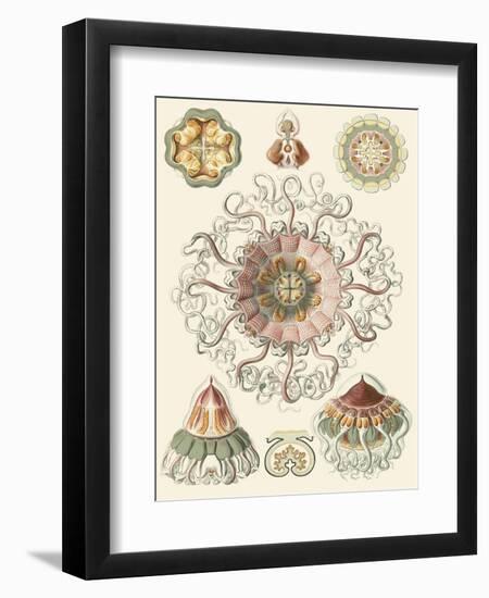 Sophisticated Sealife II-Ernst Haeckel-Framed Art Print