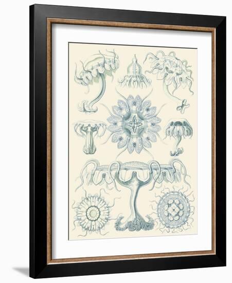 Sophisticated Sealife III-Ernst Haeckel-Framed Art Print