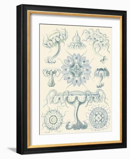 Sophisticated Sealife III-Ernst Haeckel-Framed Art Print