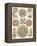 Sophisticated Sealife IV-Ernst Haeckel-Framed Stretched Canvas