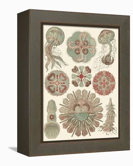 Sophisticated Sealife IV-Ernst Haeckel-Framed Stretched Canvas